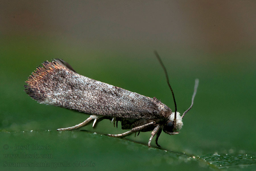 Swammerdamia pyrella