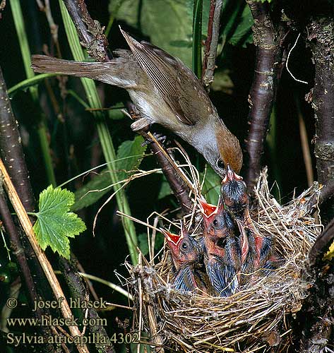 Sylvia atricapilla Blackcap Mönchsgrasmücke