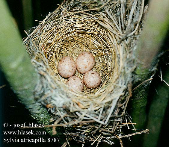 eggs nest Sylvia atricapilla Blackcap Mönchsgrasmücke