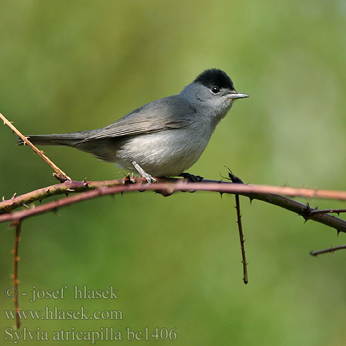 Blackcap Mönchsgrasmücke Fauvette tête noire