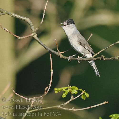 Sylvia atricapilla bc1674