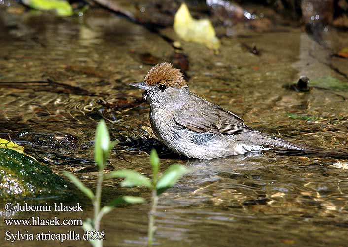 Sylvia atricapilla Crnoglava grmuša