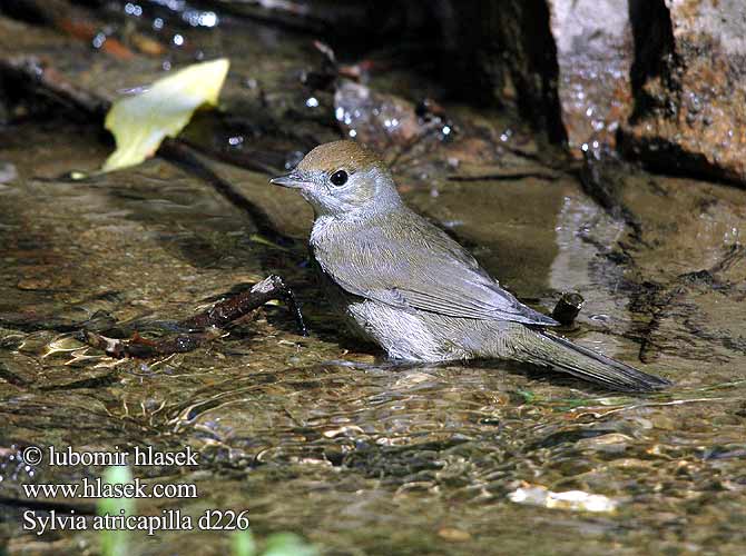 Sylvia atricapilla d226