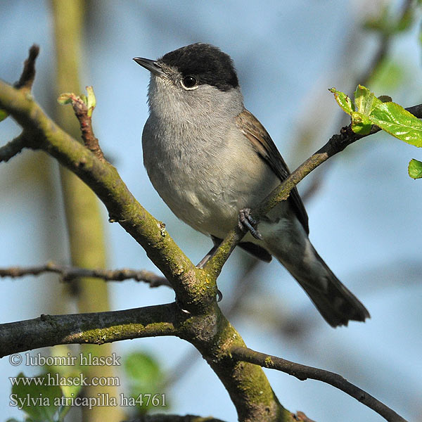 Sylvia atricapilla Blackcap Mönchsgrasmücke