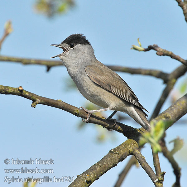 Sylvia atricapilla ha4784