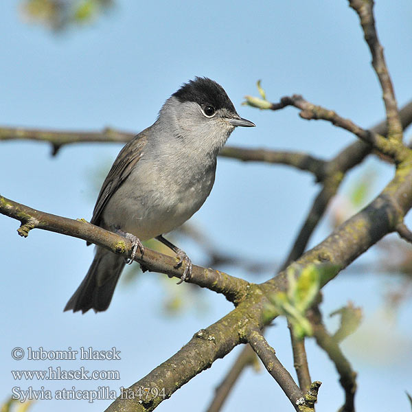 Sylvia atricapilla ha4794