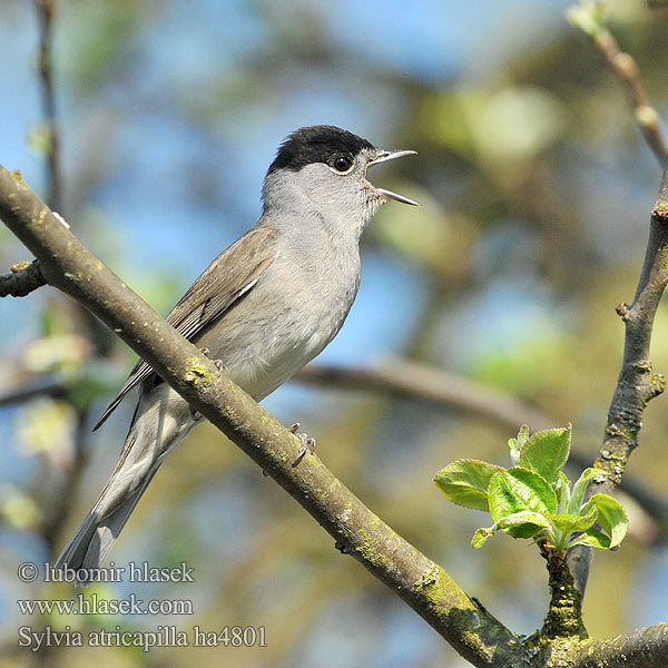 Sylvia atricapilla ha4801