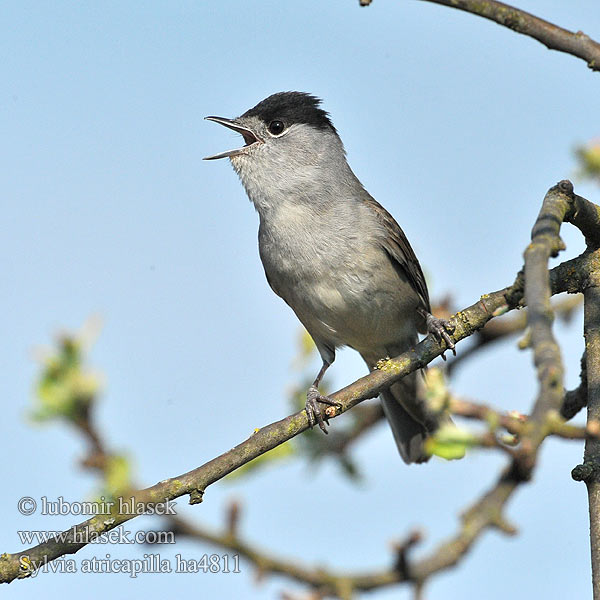 Sylvia atricapilla ha4811