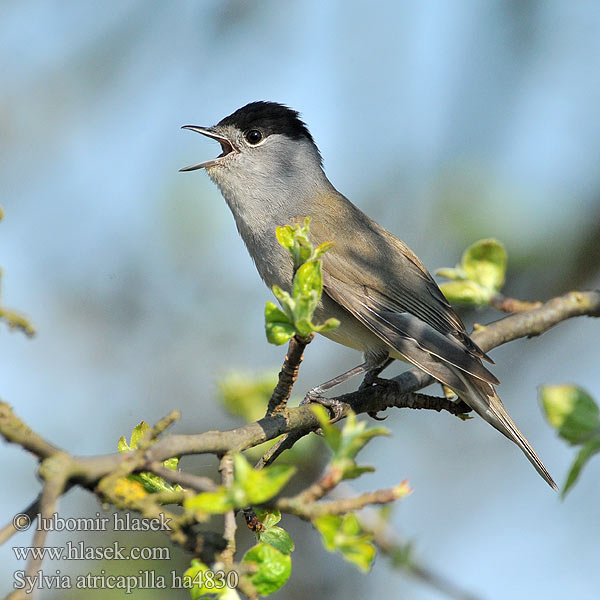 Sylvia atricapilla ha4830