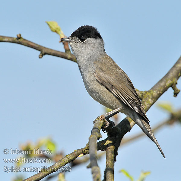 Sylvia atricapilla ha4853