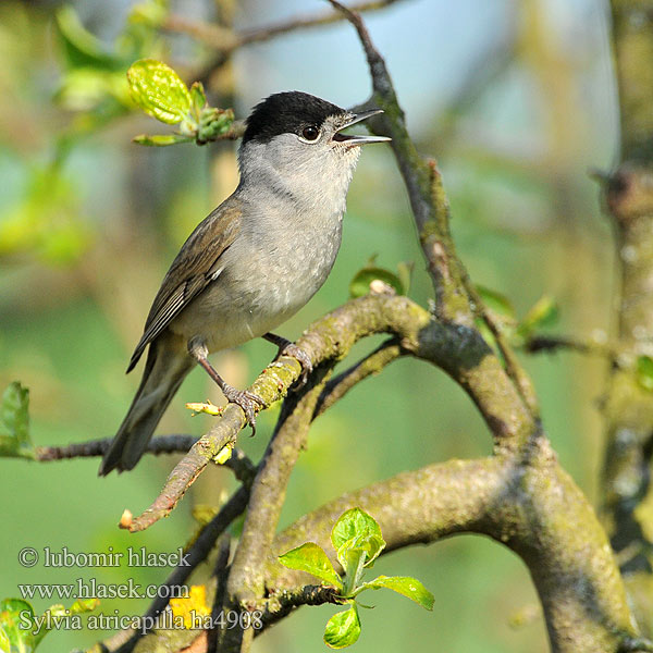 Kara Başlı Ötleğen Sylvia atricapilla Blackcap