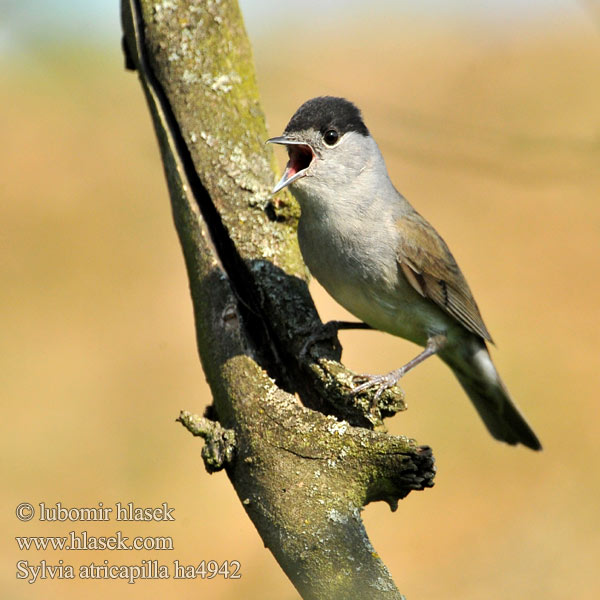 Blackcap Mönchsgrasmücke Fauvette tête noire