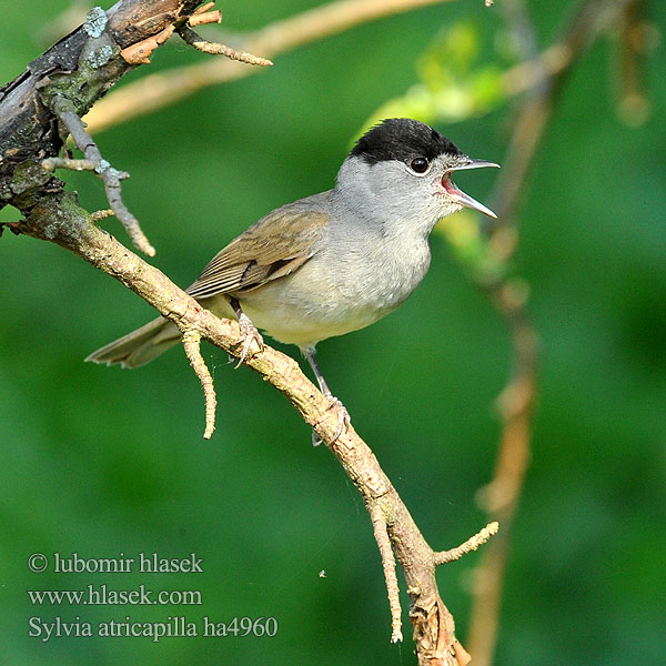 Sylvia atricapilla ha4960