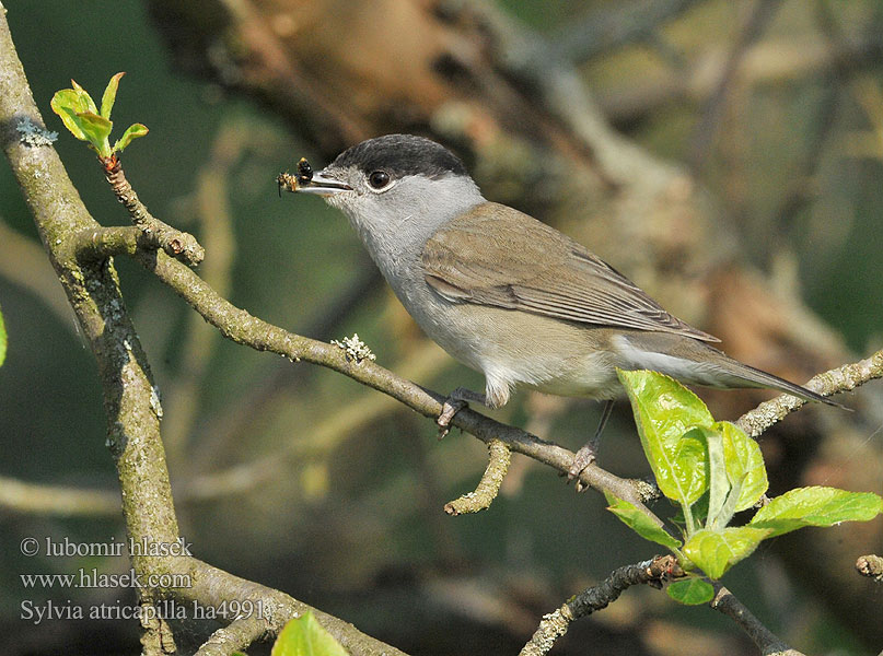 Sylvia atricapilla ha4991