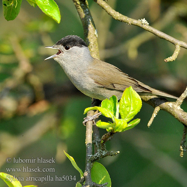 Sylvia atricapilla ha5034