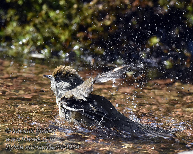 Mönchsgrasmücke Sylvia atricapilla