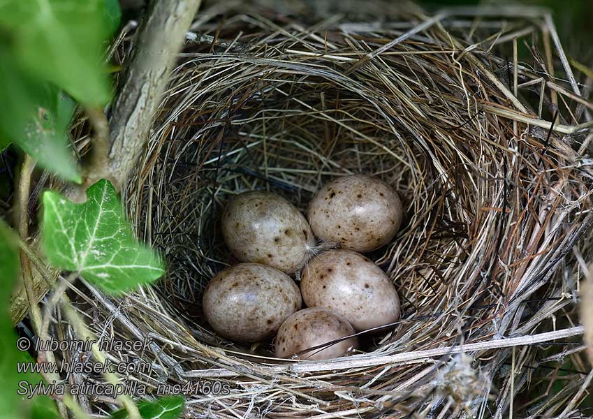 Pěnice černohlavá Sylvia atricapilla eggs vejce