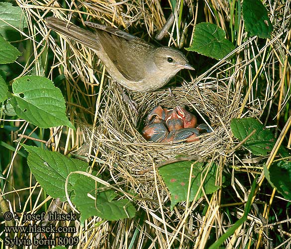 Sylvia borin Garden Warbler Gartengrasmücke