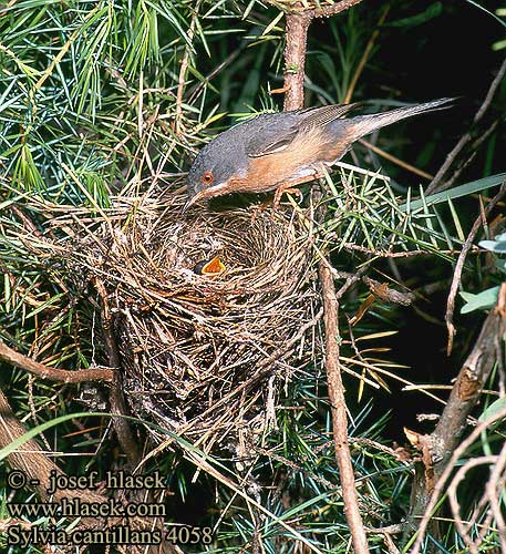 Sylvia cantillans Subalpine Warbler Weißbart-Grasmücke