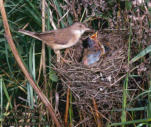 Sylvia communis Whitethroat Dorngrasmücke Fauvette grisette