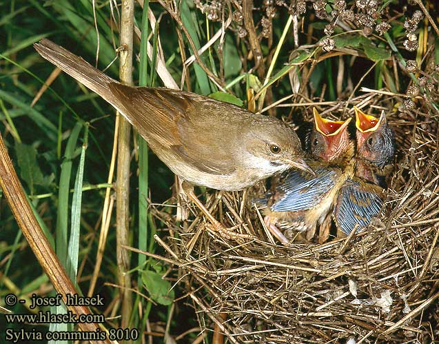 Sylvia communis pěnice hnědokřídlá Tornsanger Grasmus