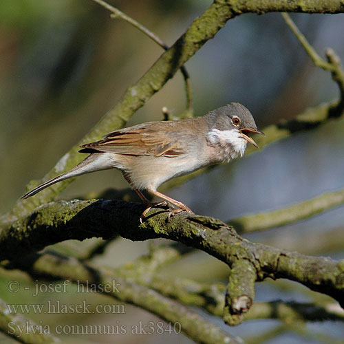 Whitethroat Dorngrasmücke Fauvette grisette Curruca Zarcera