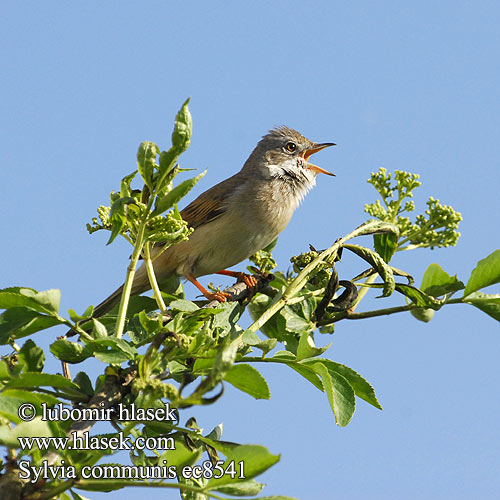 Sylvia communis ec8541