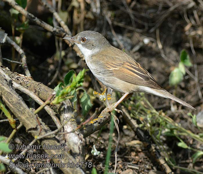 Curruca Zarcera Sylvia communis