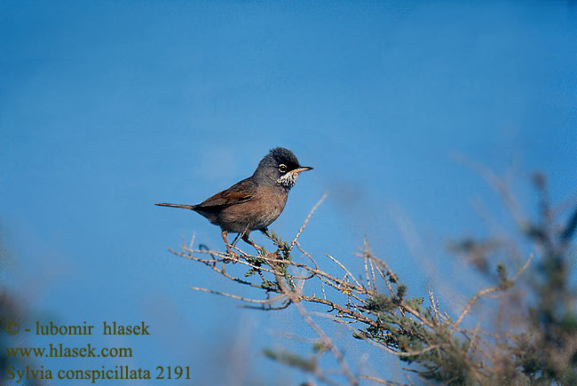 Sylvia conspicillata Spectacled Warbler Brillengrasmücke