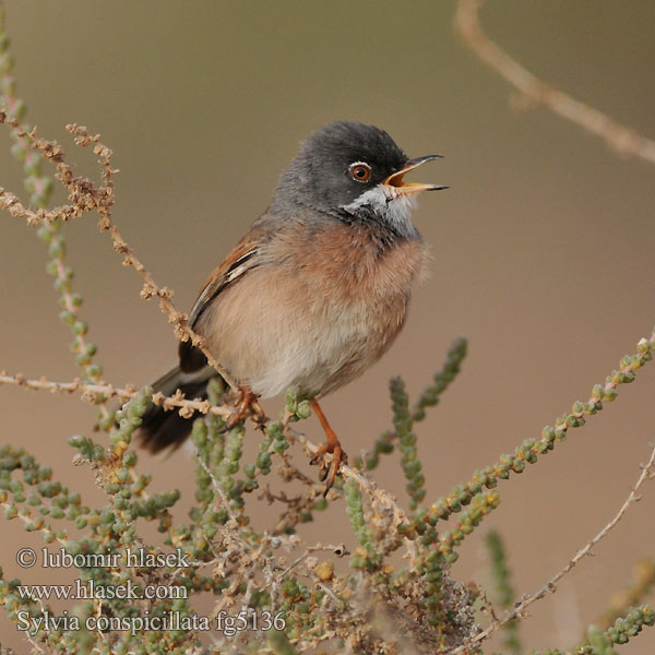 Sylvia conspicillata Toutinegra-tomilheira