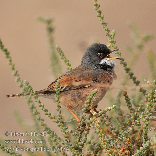 Spectacled Warbler Sylvia conspicillata