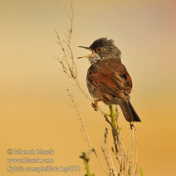 Brillesanger Sylvia conspicillata