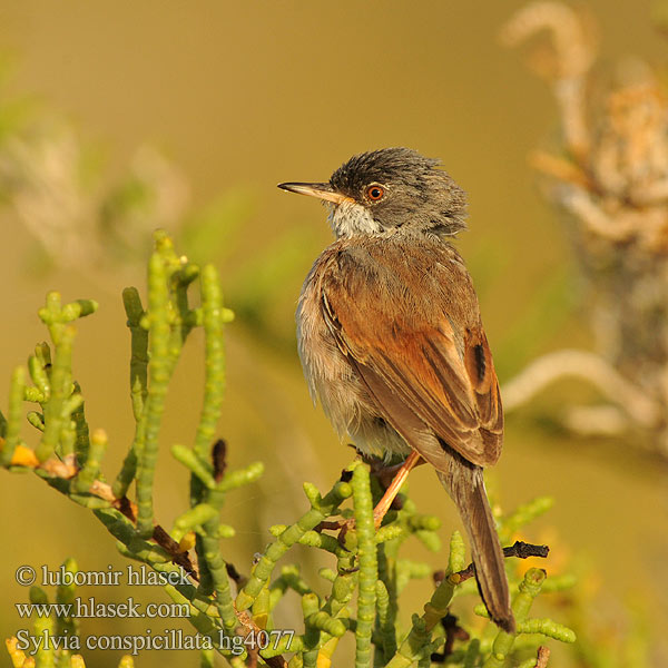 Brilgrasmus Sylvia conspicillata