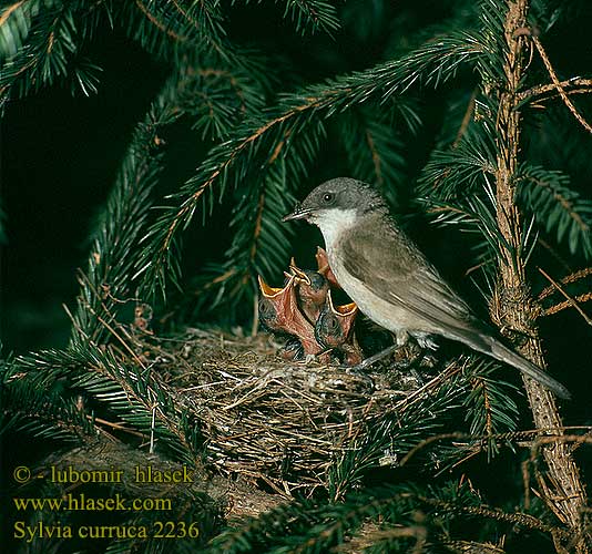 Sylvia curruca Lesser Whitethroat Klappergrasmücke Fauvette babillarde Curruca Zarcerilla pěnice pokřovní Gærdesanger Braamsluiper Hernekerttu Bigiarella Møller Artsangare 白喉林鶯 Славка-завирушка コノドジロムシクイ الدخلة بيضاء الحنجرة الصغيرة 쇠흰턱딱새 Λαλοτσιροβάκος Papa-amoras-cinzento Прудка славка Küçük akgerdanlı ötleğen סבכי טוחנים piegża Väike-põõsalind Lakstīgalas kalps Мал белогуш грмушар Mlinarček penica popolavá Kis poszáta grmuša čevrljinka Малко белогушо коприварче