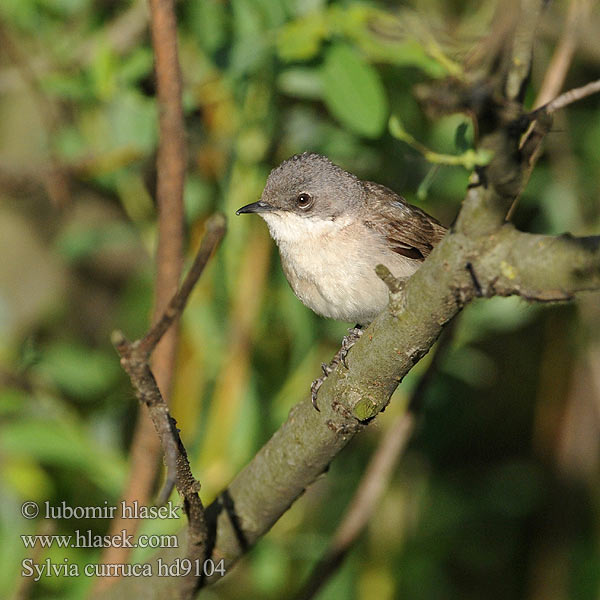 Sylvia curruca Lesser Whitethroat Klappergrasmücke Pěnice pokřovní