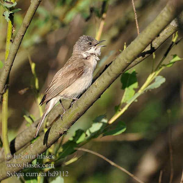 Sylvia curruca Lesser Whitethroat Klappergrasmücke Pěnice pokřovní