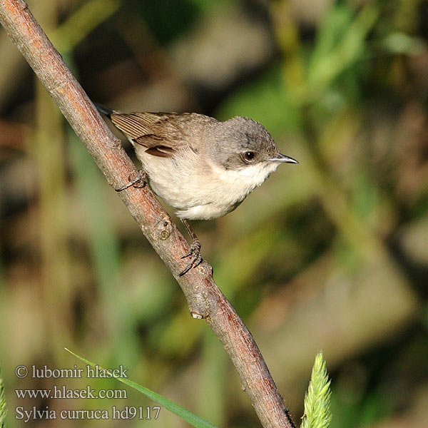 Sylvia curruca Lesser Whitethroat Klappergrasmücke Pěnice pokřovní