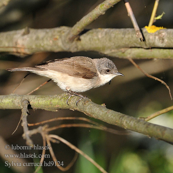 Sylvia curruca Lesser Whitethroat Klappergrasmücke Pěnice pokřovní