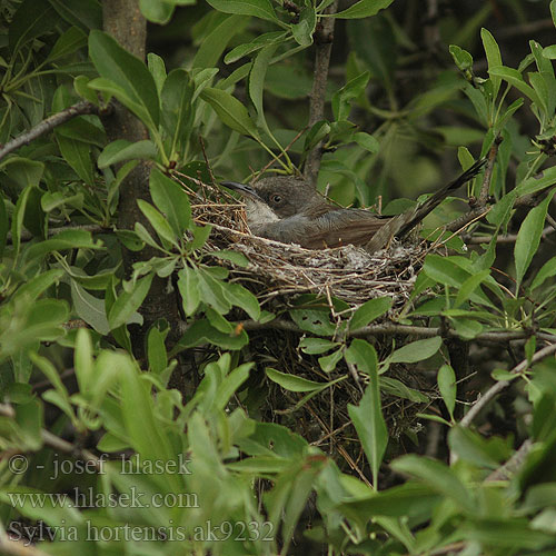 Sylvia hortensis Orphean Warbler Pěnice mistrovská Orpheusgrasmücke