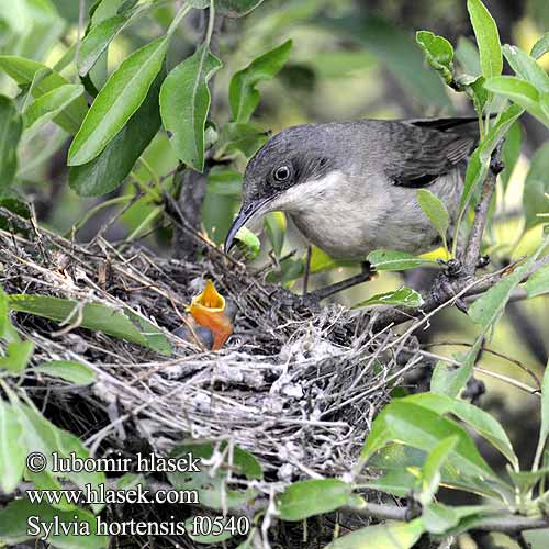 Orphean Warbler Pěnice mistrovská Orpheusgrasmücke Mestersanger