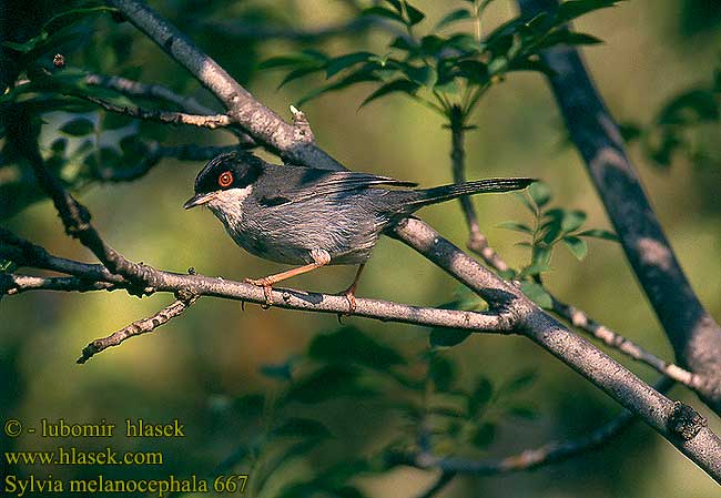 Sylvia melanocephala Sardinian Warbler Samtkopf-Grasmücke