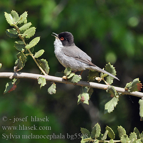 Sylvia melanocephala bg5508