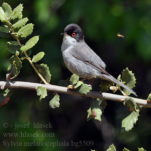 Sylvia melanocephala bg5509