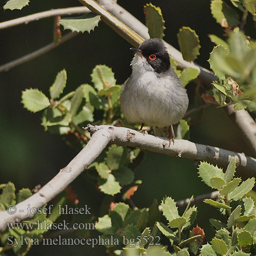 Sylvia melanocephala bg5522