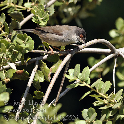 Sylvia melanocephala bg5526