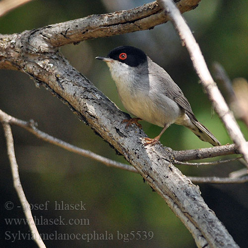 Silvie mediteraneana Sylvia melanocephala Sardinian Warbler