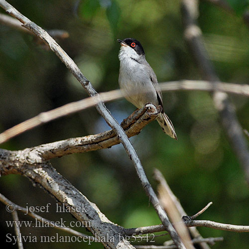 Sardinian Warbler Samtkopf-Grasmücke Fauvette mélanocéphale