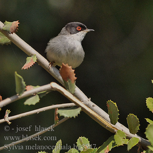 Sylvia melanocephala bg5547