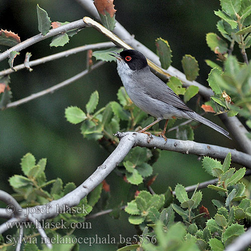 Sylvia melanocephala bg5556