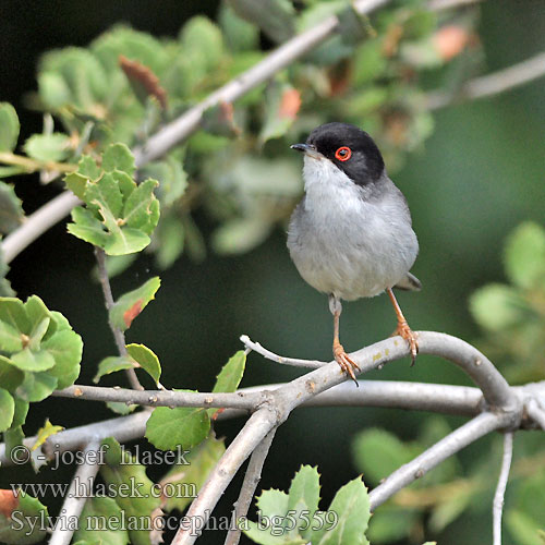 Sylvia melanocephala bg5559